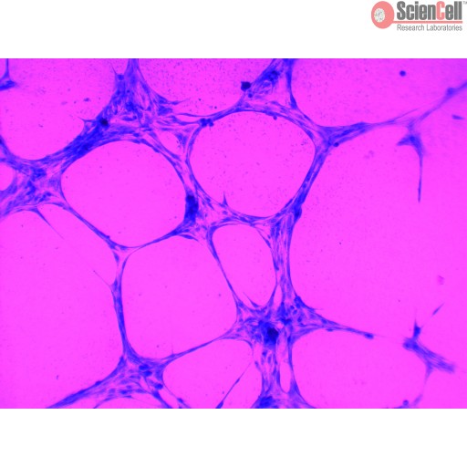 Sciencell Cell Analysis Assay Kit - Image 4