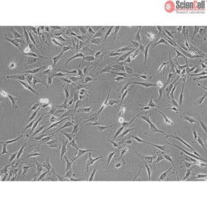 Sciencell Human Primary Adrenal Cortical Cells