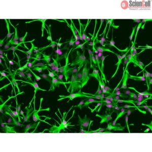 Sciencell Human Primary Astrocytes Cells