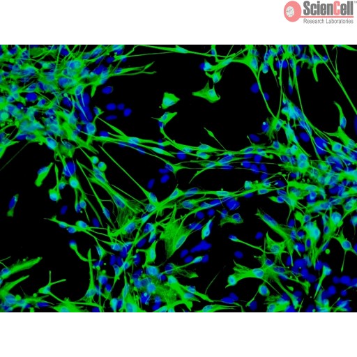 Sciencell Human Primary Astrocytes Cells - Image 4