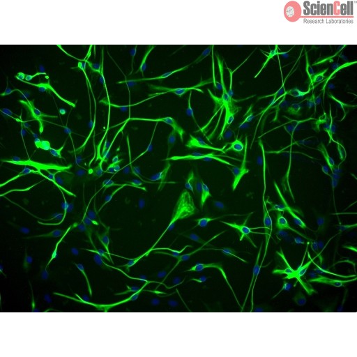 Sciencell Human Primary Astrocytes Cells - Image 3