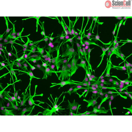 Sciencell Human Primary Astrocytes Cells