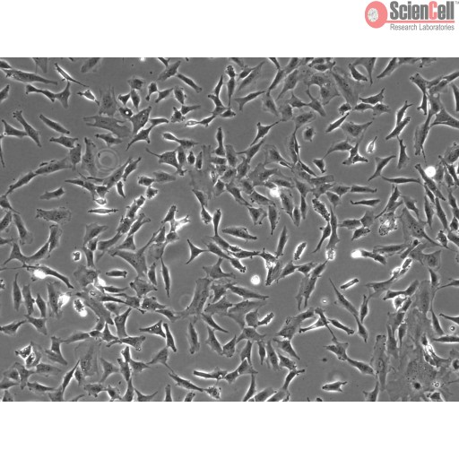 Sciencell Human Primary Astrocytes Cells - Image 5