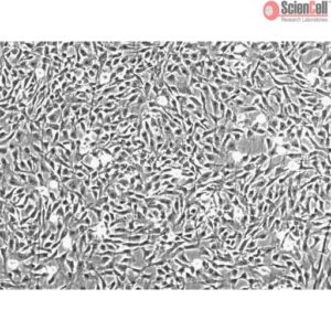 Sciencell Human Primary Chondrocytes Cell