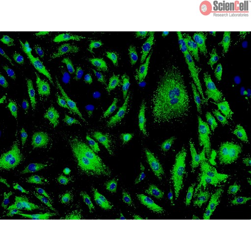 Sciencell Human Primary Endothelial Cells - Image 7