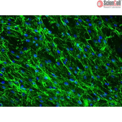 Sciencell Human Primary Fibroblasts Cells - Image 2