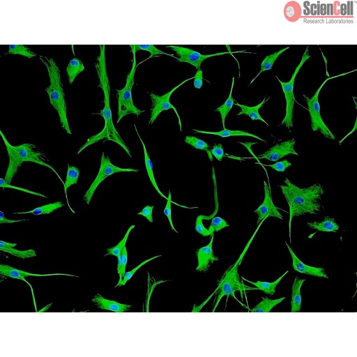 Sciencell Human Primary Fibroblasts Cells - Image 4