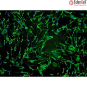 Sciencell Human Primary Hair Cells