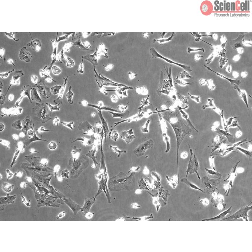 Sciencell Human Primary Hepatic Marophages Cell