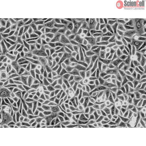 Sciencell Human Primary Keratinocytes Cells - Image 2