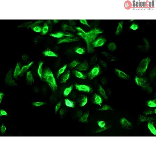 Sciencell Human Primary Keratinocytes Cells - Image 3