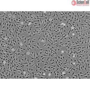 Sciencell Human Primary Keratocytes Cell