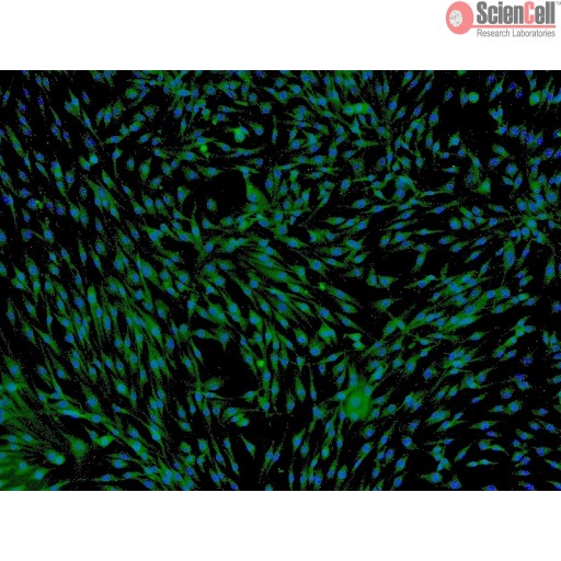 Sciencell Human Primary Mesenchymal Stem Cells - Image 5