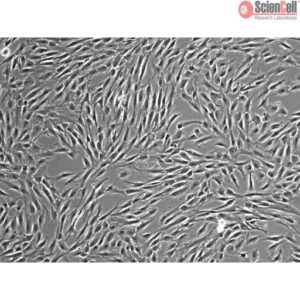 Sciencell Human Primary Mesenchymal Stem Cells