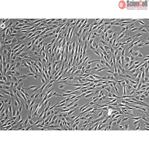 Sciencell Human Primary Mesenchymal Stem Cells