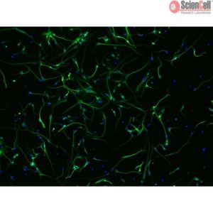 Sciencell Human Primary Neurons Cells
