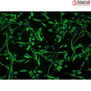 Sciencell Human Primary Schwann Cells