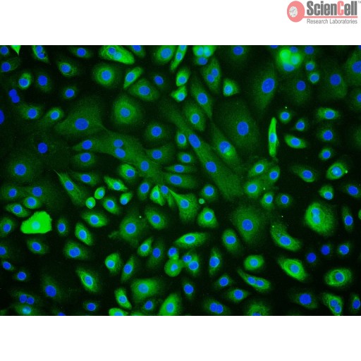 Sciencell Human Primary Epithelial Cells - Image 7