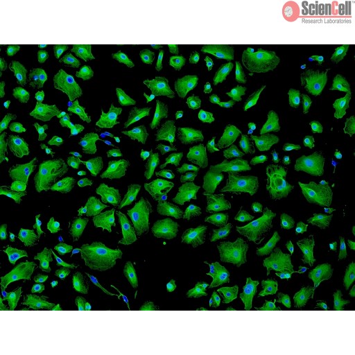Sciencell Human Primary Epithelial Cells - Image 5