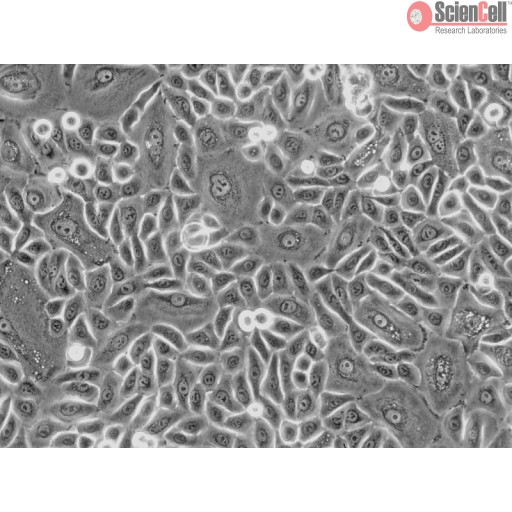 Sciencell Human Primary Epithelial Cells - Image 3