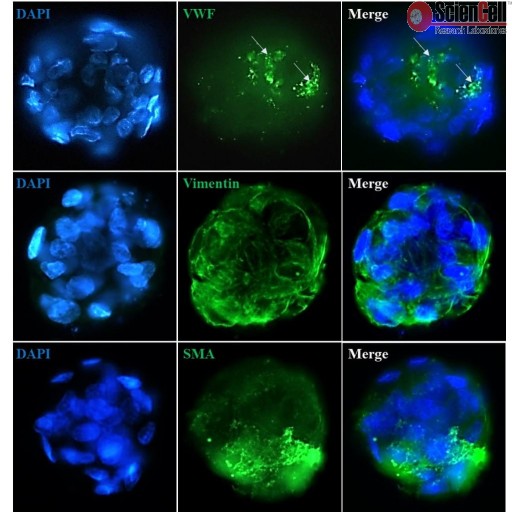Sciencell Ready-to-use 3D Spheroids Kits - Image 6