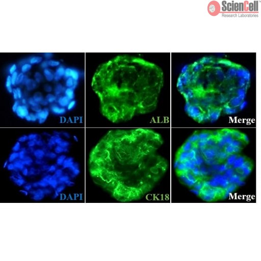Sciencell Ready-to-use 3D Spheroids Kits - Image 7