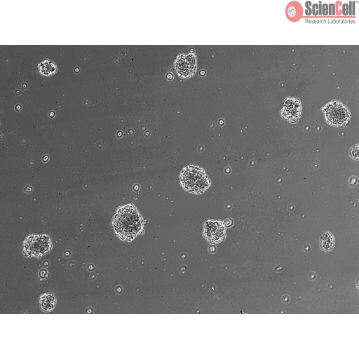 Sciencell Ready-to-use 3D Spheroids Kits - Image 2