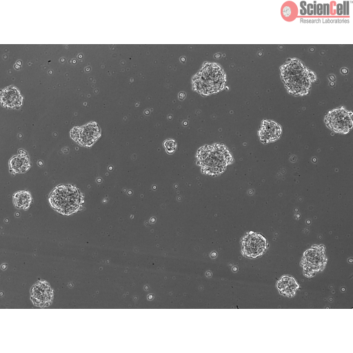 Sciencell Ready-to-use 3D Spheroids Kits - Image 3