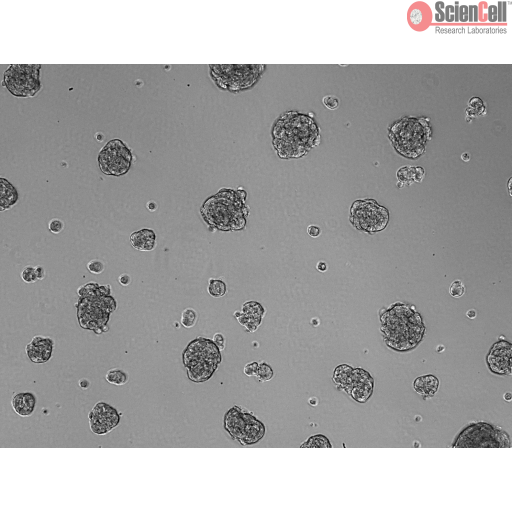 Sciencell Ready-to-use 3D Spheroids Kits - Image 4