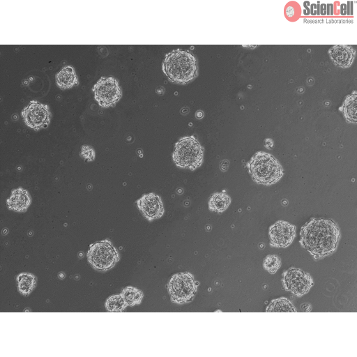 Sciencell Ready-to-use 3D Spheroids Kits - Image 8