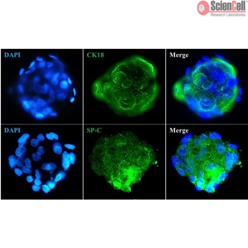 Sciencell Ready-to-use 3D Spheroids Kits - Image 5