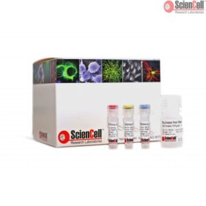 Sciencell Aging Markers Quantification Kits