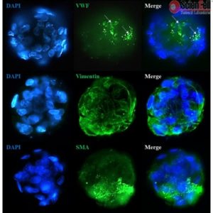 Sciencell All-Inclusive Human 3D Spheroid Kits