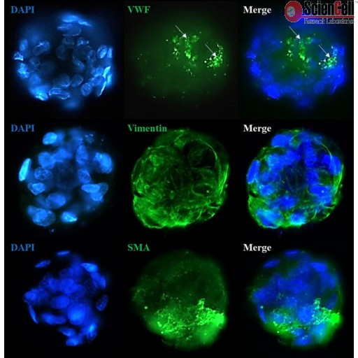 Sciencell All-Inclusive Human 3D Spheroid Kits