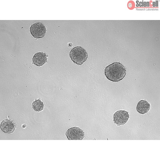 Sciencell All-Inclusive Human 3D Spheroid Kits - Image 3