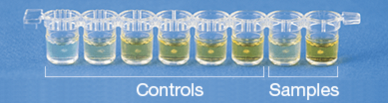 BioKits Egg Assay Kit - Image 2